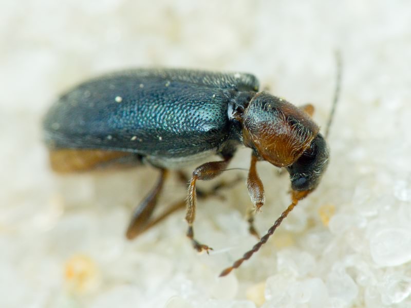 Orsodacne humeralis Latreille, 1804